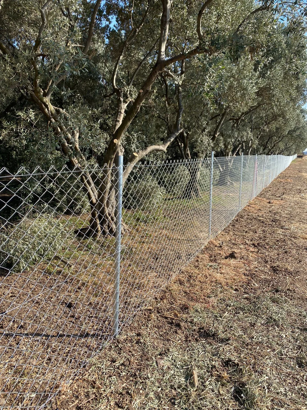 Zeytin ağaçları arasında galvanizli tel örgü çit hattı