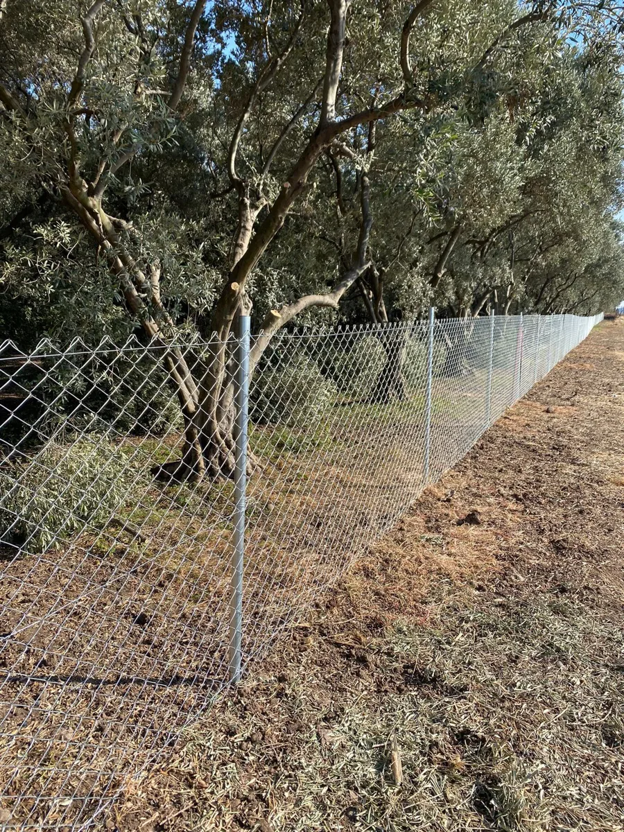 Zeytin ağaçları arasında galvanizli tel örgü çit hattı